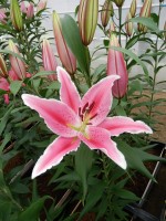 [5382 Ravenna VZ No01.JPG]